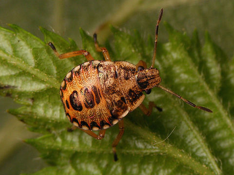 Arma custos 4th stadium nymph Replacement for the previous old and very mediocre image ;o)
Here is a portrait:
https://www.jungledragon.com/image/83892/arma_custos_l4_portrait.html Arma,Arma custos,Asopinae,Hemiptera,Heteroptera,Nymph,Pentatomidae,nl: Snuitkeverschildwants