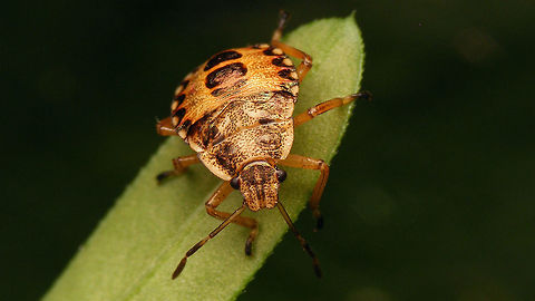 Arma custos L4 portrait Here is a dorsal shot:
https://www.jungledragon.com/image/83891/arma_custos_4th_stadium_nymph.html Arma,Arma custos,Asopinae,Hemiptera,Heteroptera,Nymph,Pentatomidae,nl: Snuitkeverschildwants