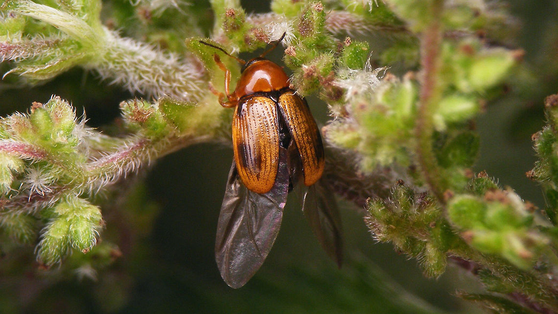 Cryptocephalus pusillus - Wings spread dorsal Same situation, lateral:<br />
<figure class="photo"><a href="https://www.jungledragon.com/image/83939/cryptocephalus_pusillus_-_wings_spread_lateral.html" title="Cryptocephalus pusillus - Wings spread lateral"><img src="https://s3.amazonaws.com/media.jungledragon.com/images/3043/83939_thumb.jpg?AWSAccessKeyId=05GMT0V3GWVNE7GGM1R2&Expires=1759968010&Signature=zQN7XYzzBeRuWBj40U1n26zDJrg%3D" width="200" height="114" alt="Cryptocephalus pusillus - Wings spread lateral Same situation, dorsal:<br />
https://www.jungledragon.com/image/83938/cryptocephalus_pusillus_-_wings_spread_dorsal.html Chrysomelidae,Cryptocephalinae,Cryptocephalini,Cryptocephalus,Cryptocephalus pusillus" /></a></figure> Chrysomelidae,Cryptocephalinae,Cryptocephalini,Cryptocephalus,Cryptocephalus pusillus