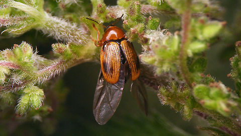 Cryptocephalus pusillus - Wings spread dorsal Same situation, lateral:
https://www.jungledragon.com/image/83939/cryptocephalus_pusillus_-_wings_spread_lateral.html Chrysomelidae,Cryptocephalinae,Cryptocephalini,Cryptocephalus,Cryptocephalus pusillus