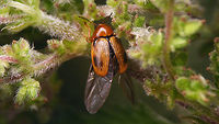 Cryptocephalus pusillus - Wings spread dorsal Same situation, lateral:<br />
https://www.jungledragon.com/image/83939/cryptocephalus_pusillus_-_wings_spread_lateral.html Chrysomelidae,Cryptocephalinae,Cryptocephalini,Cryptocephalus,Cryptocephalus pusillus