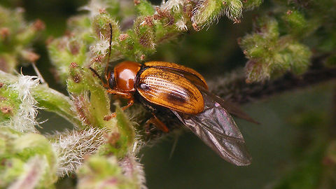Cryptocephalus pusillus - Wings spread lateral Same situation, dorsal:
https://www.jungledragon.com/image/83938/cryptocephalus_pusillus_-_wings_spread_dorsal.html Chrysomelidae,Cryptocephalinae,Cryptocephalini,Cryptocephalus,Cryptocephalus pusillus