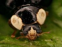 Harmonia axyridis f. conspicua w. white face Complete beetle here:<br />
https://www.jungledragon.com/image/84465/hesperomyces_virescens_on_har.axy._f._conspicua.html Alerdinck,Coccinellidae,Coccinellinae,Geotagged,Harlequin Ladybird,Harmonia,Harmonia axyridis,Harmonia axyridis f. conspicua,Ladybird,Netherlands,nl: Aziatisch lieveheersbeestje