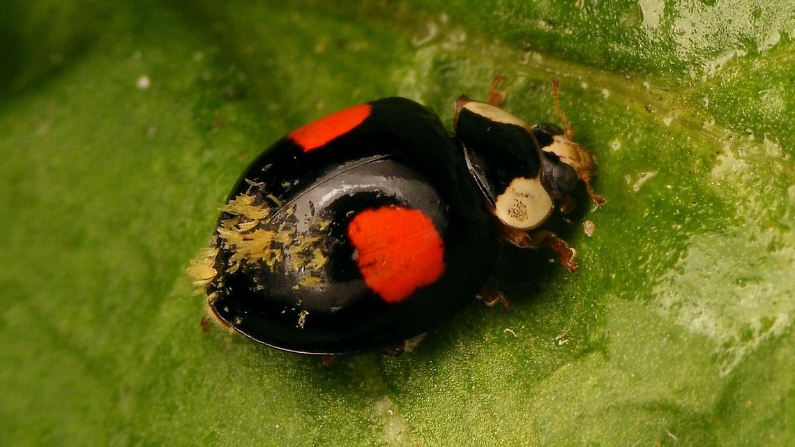 Hesperomyces virescens on Har.axy. f. conspicua We were still &quot;missing&quot; images of this Laboulbeniales on a black ladybird ;o)<br />
Portrait of same beetle here:<br />
<figure class="photo"><a href="https://www.jungledragon.com/image/84464/harmonia_axyridis_f._conspicua_w._white_face.html" title="Harmonia axyridis f. conspicua w. white face"><img src="https://s3.amazonaws.com/media.jungledragon.com/images/3043/84464_thumb.jpg?AWSAccessKeyId=05GMT0V3GWVNE7GGM1R2&Expires=1767225610&Signature=O9PbJ9g5fdcLj9bk53Yf0hbTgpc%3D" width="200" height="150" alt="Harmonia axyridis f. conspicua w. white face Complete beetle here:<br />
https://www.jungledragon.com/image/84465/hesperomyces_virescens_on_har.axy._f._conspicua.html Alerdinck,Coccinellidae,Coccinellinae,Geotagged,Harlequin Ladybird,Harmonia,Harmonia axyridis,Harmonia axyridis f. conspicua,Ladybird,Netherlands,nl: Aziatisch lieveheersbeestje" /></a></figure> Alerdinck,Coccinellidae,Coccinellinae,Geotagged,Harlequin Ladybird,Harmonia,Harmonia axyridis,Harmonia axyridis f. conspicua,Hesperomyces,Hesperomyces virescens,Laboulbeniales,Ladybird,Netherlands,nl: Aziatisch lieveheersbeestje