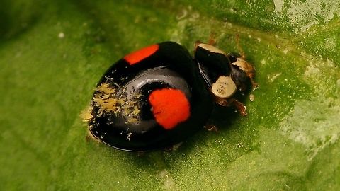 Hesperomyces virescens on Har.axy. f. conspicua We were still "missing" images of this Laboulbeniales on a black ladybird ;o)
Portrait of same beetle here:
https://www.jungledragon.com/image/84464/harmonia_axyridis_f._conspicua_w._white_face.html Alerdinck,Coccinellidae,Coccinellinae,Geotagged,Harlequin Ladybird,Harmonia,Harmonia axyridis,Harmonia axyridis f. conspicua,Hesperomyces,Hesperomyces virescens,Laboulbeniales,Ladybird,Netherlands,nl: Aziatisch lieveheersbeestje