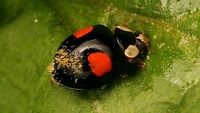 Hesperomyces virescens on Har.axy. f. conspicua We were still "missing" images of this Laboulbeniales on a black ladybird ;o)<br />
Portrait of same beetle here:<br />
https://www.jungledragon.com/image/84464/harmonia_axyridis_f._conspicua_w._white_face.html Alerdinck,Coccinellidae,Coccinellinae,Geotagged,Harlequin Ladybird,Harmonia,Harmonia axyridis,Harmonia axyridis f. conspicua,Hesperomyces,Hesperomyces virescens,Laboulbeniales,Ladybird,Netherlands,nl: Aziatisch lieveheersbeestje