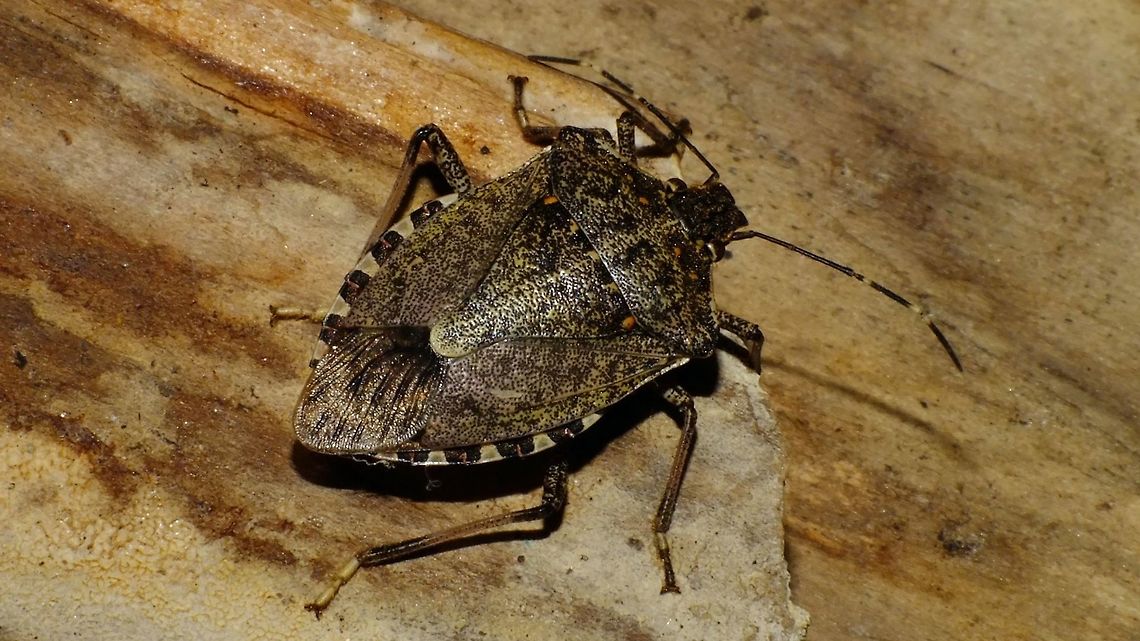 Halyomorpha halys Being a very recent arrival in the Netherlands this was one of the first twenty or so registered observations, but expansion is swift with ample evidence of procreation in the Netherlands too, especially this last summer (2019).<br />
I was somewhat (pleasantly) surprised to find this one in a hollow wall that I took down while doing some construction work - already seeking out a spot to hide for winter in august?<br />
Image used for article on Vroege Vogels website:<br />
<a href="https://www.bnnvara.nl/vroegevogels/artikelen/help-mee-met-zoeken-naar-schadelijke-schildwants" rel="nofollow">https://www.bnnvara.nl/vroegevogels/artikelen/help-mee-met-zoeken-naar-schadelijke-schildwants</a> Brown marmorated stink bug,Cappaeini,Geotagged,Halyomorpha,Halyomorpha halys,Netherlands,Pentatomidae,Pentatominae,Pentatomoidea,invasive species,nl: Bruingemarmerde schildwants