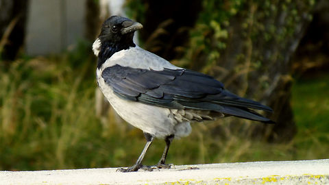 Corvus cornix - Rügen just adding the species for Germany :o)  I'm thinking this one is somewhat juvenile still ? Corvidae,Corvus cornix,Geotagged,Germany,Hooded Crow,Rügen,nl: Bonte Kraai