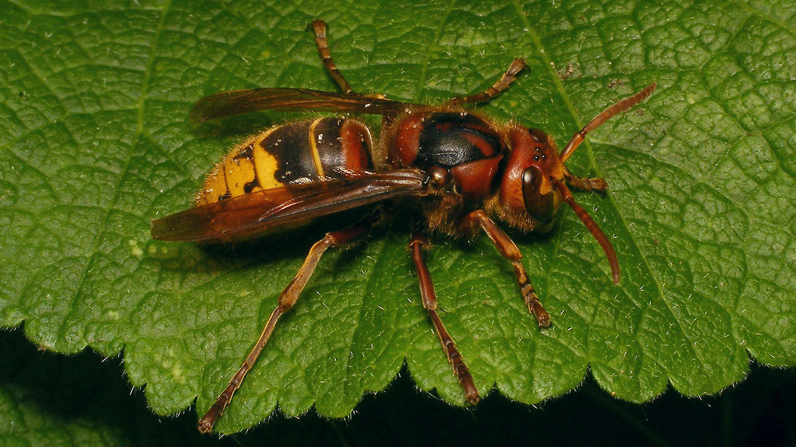 Vespa crabro - dorsolateral Just adding the species for Den Alerdinck ...<br />
Portrait of same Hornet:<br />
<figure class="photo"><a href="https://www.jungledragon.com/image/85093/vespa_crabro_-_portrait.html" title="Vespa crabro - portrait"><img src="https://s3.amazonaws.com/media.jungledragon.com/images/3043/85093_thumb.jpg?AWSAccessKeyId=05GMT0V3GWVNE7GGM1R2&Expires=1759968010&Signature=1rmg7mUCXcvb2UIDRChQIZe2Xng%3D" width="200" height="114" alt="Vespa crabro - portrait Just adding the species for Den Alerdinck ...<br />
Full view of same Hornet:<br />
https://www.jungledragon.com/image/85092/vespa_crabro_-_dorsolateral.html Alerdinck,Apocrita,European Hornet,Geotagged,Hymenoptera,Netherlands,Vespa,Vespa crabro,Vespidae,Vespinae,Vespoidea,compound eyes,nl: Hoornaar" /></a></figure> Alerdinck,Apocrita,European Hornet,Geotagged,Hymenoptera,Netherlands,Vespa,Vespa crabro,Vespidae,Vespinae,Vespoidea,nl: Hoornaar