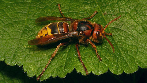 Vespa crabro - dorsolateral Just adding the species for Den Alerdinck ...
Portrait of same Hornet:
https://www.jungledragon.com/image/85093/vespa_crabro_-_portrait.html Alerdinck,Apocrita,European Hornet,Geotagged,Hymenoptera,Netherlands,Vespa,Vespa crabro,Vespidae,Vespinae,Vespoidea,nl: Hoornaar