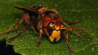 Vespa crabro - portrait Just adding the species for Den Alerdinck ...<br />
Full view of same Hornet:<br />
https://www.jungledragon.com/image/85092/vespa_crabro_-_dorsolateral.html Alerdinck,Apocrita,European Hornet,Geotagged,Hymenoptera,Netherlands,Vespa,Vespa crabro,Vespidae,Vespinae,Vespoidea,compound eyes,nl: Hoornaar