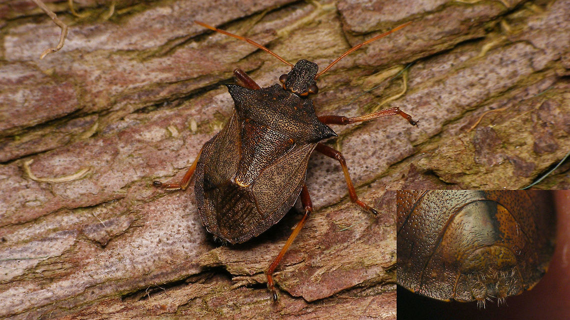 Picromerus bidens - female terminalia Female P. bidens with inset of shot on the terminalia Asopinae,Geotagged,Heteroptera,Jane's garden,Netherlands,Pentatomidae,Pentatomoidea,Picromerus,Picromerus bidens,nl: Tweetandschildwants