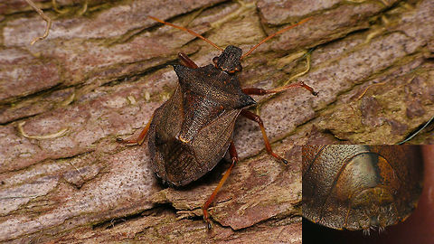 Picromerus bidens - female terminalia Female P. bidens with inset of shot on the terminalia Asopinae,Geotagged,Heteroptera,Jane's garden,Netherlands,Pentatomidae,Pentatomoidea,Picromerus,Picromerus bidens,nl: Tweetandschildwants