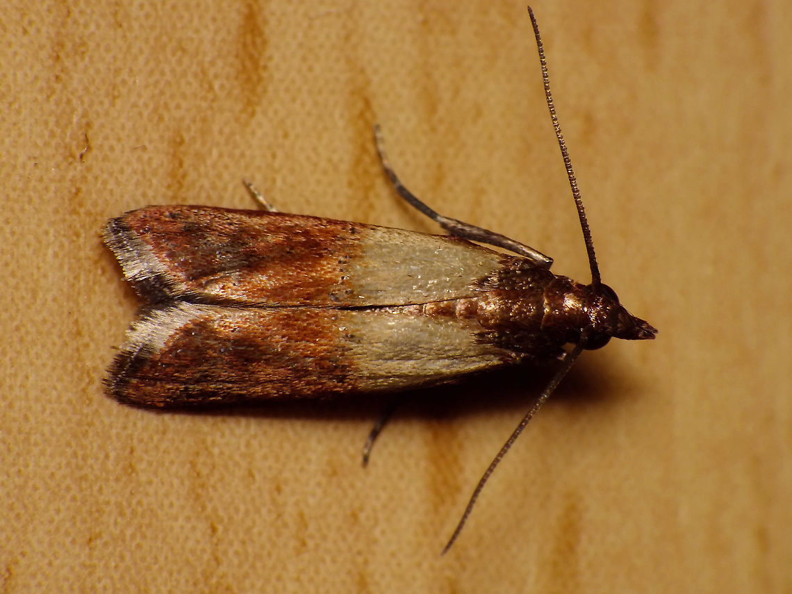 Plodia interpunctella - Pale pattern This should be the common Indian mealmoth, but most of the black markings usually present seem to be missing. Indian mealmoth,Lepidoptera,Moth,Phycitinae,Phycitini,Plodia,Plodia interpunctella,Pyralidae,Pyraloidea,nl: Indische meelmot