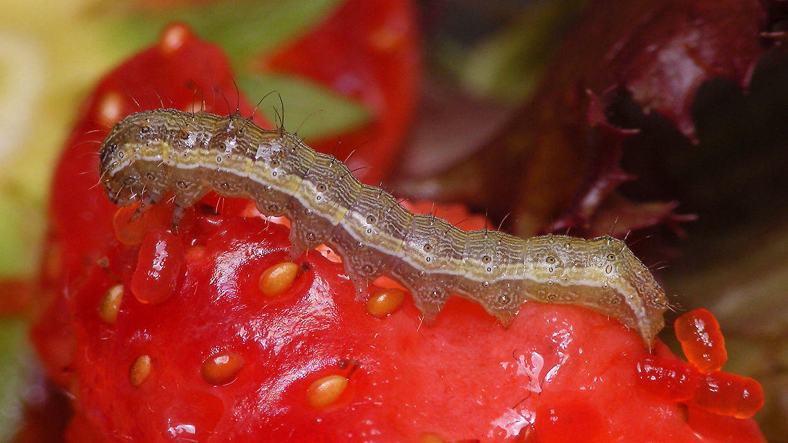 Helicoverpa armigera - With red poo Jeanette found this caterpillar on strawberries she bought at the supermarket.<br />
Here is the same animal a week later, feeding on cucumber and hence with green poo :o)<br />
<figure class="photo"><a href="https://www.jungledragon.com/image/85573/helicoverpa_armigera_-_with_green_poo.html" title="Helicoverpa armigera - With green poo"><img src="https://s3.amazonaws.com/media.jungledragon.com/images/3043/85573_thumb.jpg?AWSAccessKeyId=05GMT0V3GWVNE7GGM1R2&Expires=1759968010&Signature=knVzLNQzt9eIbjhuCw5EULAhla8%3D" width="200" height="114" alt="Helicoverpa armigera - With green poo The green poo seems to be &quot;normal&quot;, although in other caterpillars it is often blackish-brown. The youngster in this image had been feeding on cucumber and salad for a week, but was originally found on strawberries. Below is the same animal a week earlier, feeding on strawberry and (hence?!) with red poo :o)<br />
https://www.jungledragon.com/image/85572/helicoverpa_armigera_-_with_red_poo.html Caterpillar,Cotton bollworm,Helicoverpa,Helicoverpa armigera,Heliothinae,Lepidoptera,Noctuidae,Noctuoidea,nl: Katoendaguil" /></a></figure> Caterpillar,Cotton bollworm,Helicoverpa,Helicoverpa armigera,Heliothinae,Lepidoptera,Noctuidae,Noctuoidea,nl: Katoendaguil