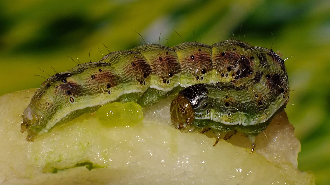 Helicoverpa armigera - With green poo The green poo seems to be &quot;normal&quot;, although in other caterpillars it is often blackish-brown. The youngster in this image had been feeding on cucumber and salad for a week, but was originally found on strawberries. Below is the same animal a week earlier, feeding on strawberry and (hence?!) with red poo :o)<br />
<figure class="photo"><a href="https://www.jungledragon.com/image/85572/helicoverpa_armigera_-_with_red_poo.html" title="Helicoverpa armigera - With red poo"><img src="https://s3.amazonaws.com/media.jungledragon.com/images/3043/85572_thumb.jpg?AWSAccessKeyId=05GMT0V3GWVNE7GGM1R2&Expires=1759968010&Signature=92TVOwxNPvbGjHfRkYLlFrXz6OY%3D" width="200" height="114" alt="Helicoverpa armigera - With red poo Jeanette found this caterpillar on strawberries she bought at the supermarket.<br />
Here is the same animal a week later, feeding on cucumber and hence with green poo :o)<br />
https://www.jungledragon.com/image/85573/helicoverpa_armigera_-_with_green_poo.html Caterpillar,Cotton bollworm,Helicoverpa,Helicoverpa armigera,Heliothinae,Lepidoptera,Noctuidae,Noctuoidea,nl: Katoendaguil" /></a></figure> Caterpillar,Cotton bollworm,Helicoverpa,Helicoverpa armigera,Heliothinae,Lepidoptera,Noctuidae,Noctuoidea,nl: Katoendaguil