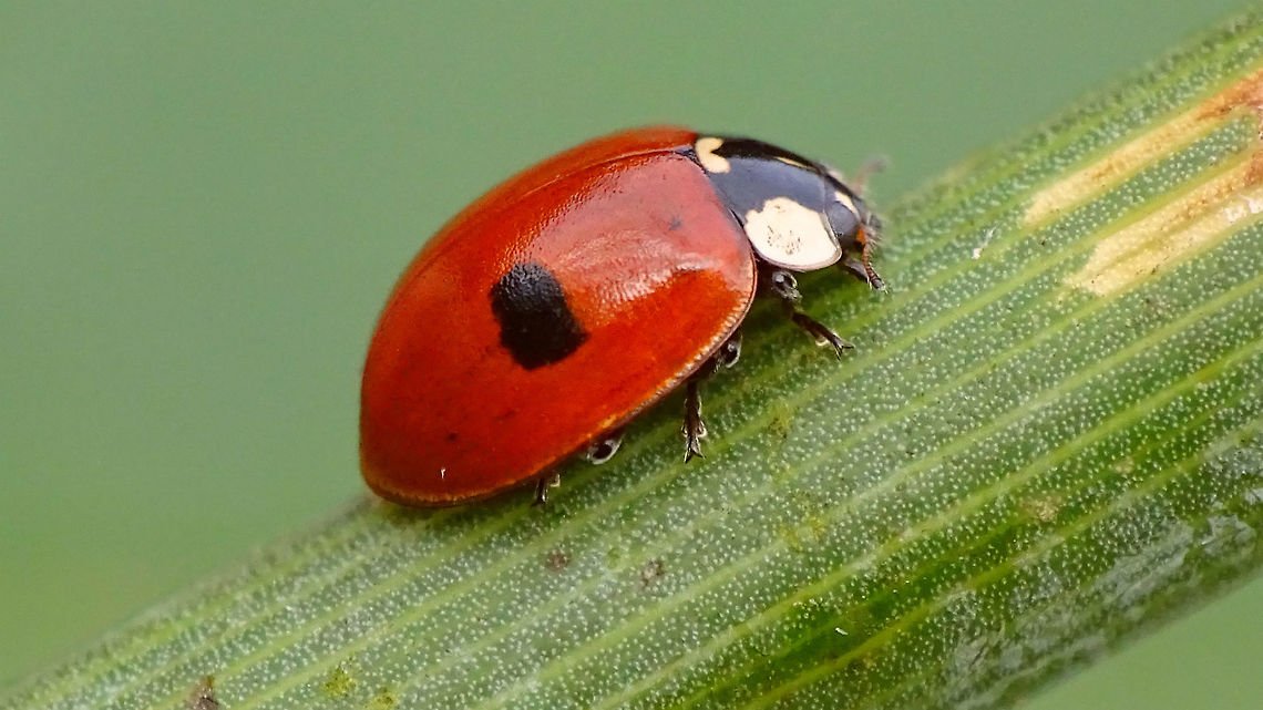 Adalia bipunctata f. typica Just adding this species for Den Alerdinck, before it&#039;s gone ... Adalia,Adalia bipunctata,Adalia bipunctata f. typica,Alerdinck,Coccinellidae,Coccinellinae,Coleoptera,Geotagged,Ladybird,Netherlands,Two-spot Ladybird,Two-spotted lady beetle,nl: Tweestippelig lieveheersbeestje