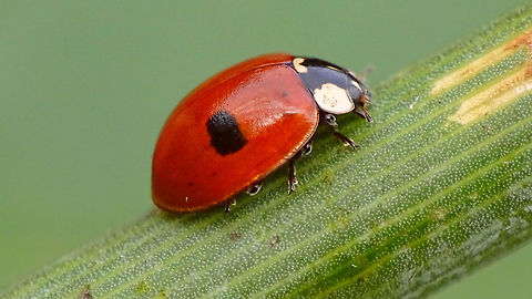 Adalia bipunctata f. typica Just adding this species for Den Alerdinck, before it's gone ... Adalia,Adalia bipunctata,Adalia bipunctata f. typica,Alerdinck,Coccinellidae,Coccinellinae,Coleoptera,Geotagged,Ladybird,Netherlands,Two-spot Ladybird,Two-spotted lady beetle,nl: Tweestippelig lieveheersbeestje