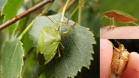 Palomena prasina - September w brown belly Old image for discussion here:
https://www.jungledragon.com/image/85626/palomena_prasina_with_berry-belly.html Carpocorini,Green shield bug,Heteroptera,Palomena,Palomena prasina,Pentatomidae,Pentatominae,Pentatomoidea,nl: Groene Schildwants
