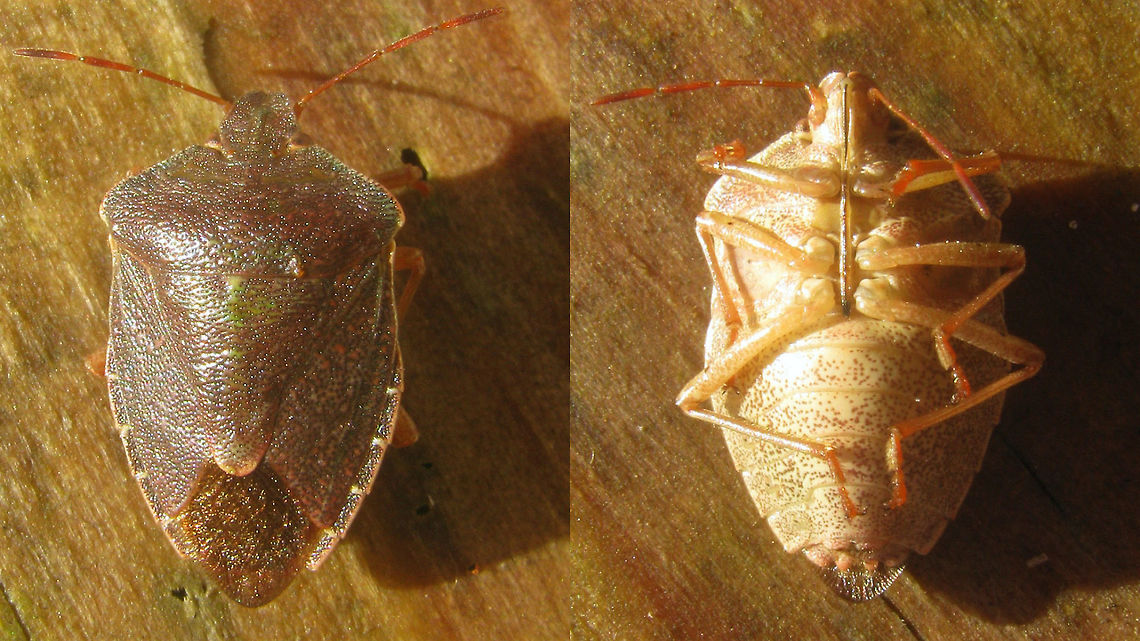 Palomena prasina - Winter dress Old image for discussion here:<br />
<figure class="photo"><a href="https://www.jungledragon.com/image/85626/palomena_prasina_with_berry-belly.html" title="Palomena prasina with berry-belly(?)"><img src="https://s3.amazonaws.com/media.jungledragon.com/images/3043/85626_thumb.jpg?AWSAccessKeyId=05GMT0V3GWVNE7GGM1R2&Expires=1759968010&Signature=DQPTzVKHkuY3ZDVZX%2FsRJsNkkow%3D" width="200" height="114" alt="Palomena prasina with berry-belly(?) Inspired by a comment exchange with Christine I dug up some old images of a discussion about food possibly influencing the colour on the belly of this Green shield bug. I&#039;m a bit dismayed at the poor quality of the old photos (all between 2006-2008), but they still show the cause for discussion/doubt, so hey ...<br />
<br />
When I found this here bug (photograph above), I was convinced the pink belly would have been caused by the diet of reddish-purple berries it was sitting on. The colours just seem to match perfectly.<br />
<br />
This image was taken on September 3rd. We had a short discussion on this on waarneming.nl (a Dutch biodiversity platform) and it was suggested that the colour could very well be &quot;just&quot; the beginning of this animal&#039;s change to winter colours.<br />
Indeed, in this process the belly usually seems to &quot;go&quot; first with many brown &quot;freckles&quot; appearing, just around the same time in September. To illustrate this, here are two images of September 10th and 18th both from a different location than the one above, where there are no red berries present, so in this case the colour is the onset of winter colouring, I&#039;m sure.<br />
<br />
September 10th, this one is already changing to winter dress:<br />
https://www.jungledragon.com/image/85623/palomena_prasina_-_september_w_brown_belly.html<br />
<br />
September 18th, this one is still celebrating summer:<br />
https://www.jungledragon.com/image/85625/palomena_prasina_-_september_w_green_belly.html<br />
<br />
Just for comparison, here is a collage of &quot;full&quot; winter colours, taken in France in February:<br />
https://www.jungledragon.com/image/85624/palomena_prasina_-_winter_dress.html<br />
<br />
All in all, I still think the pink on the first image matches too darn well with the berries, but given that this was in September and these critters do start getting brownish speckled bellies around that time I can&#039;t be sure ... possibly still a combination of the two?!? Carpocorini,Green shield bug,Heteroptera,Palomena,Palomena prasina,Pentatomidae,Pentatominae,Pentatomoidea,nl: Groene Schildwants" /></a></figure> Carpocorini,Green shield bug,Heteroptera,Palomena,Palomena prasina,Pentatomidae,Pentatominae,Pentatomoidea,nl: Groene Schildwants