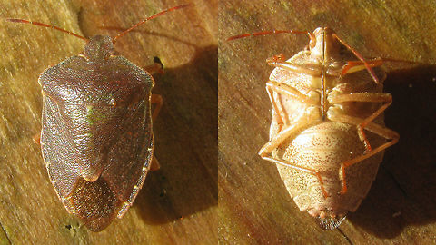 Palomena prasina - Winter dress Old image for discussion here:
https://www.jungledragon.com/image/85626/palomena_prasina_with_berry-belly.html Carpocorini,Green shield bug,Heteroptera,Palomena,Palomena prasina,Pentatomidae,Pentatominae,Pentatomoidea,nl: Groene Schildwants