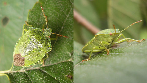 Palomena prasina - September w green belly Old image for discussion here:
https://www.jungledragon.com/image/85626/palomena_prasina_with_berry-belly.html Carpocorini,Green shield bug,Heteroptera,Palomena,Palomena prasina,Pentatomidae,Pentatominae,Pentatomoidea,nl: Groene Schildwants
