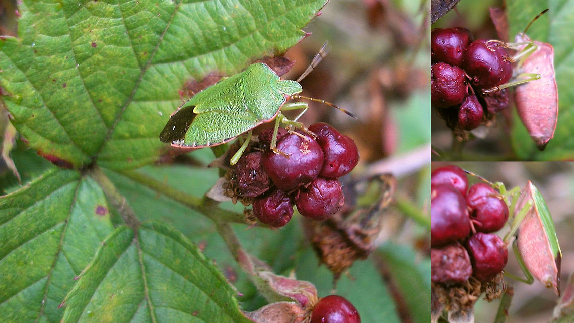 Palomena prasina with berry-belly(?) Inspired by a comment exchange with Christine I dug up some old images of a discussion about food possibly influencing the colour on the belly of this Green shield bug. I'm a bit dismayed at the poor quality of the old photos (all between 2006-2008), but they still show the cause for discussion/doubt, so hey ...<br />
<br />
When I found this here bug (photograph above), I was convinced the pink belly would have been caused by the diet of reddish-purple berries it was sitting on. The colours just seem to match perfectly.<br />
<br />
This image was taken on September 3rd. We had a short discussion on this on waarneming.nl (a Dutch biodiversity platform) and it was suggested that the colour could very well be "just" the beginning of this animal's change to winter colours.<br />
Indeed, in this process the belly usually seems to "go" first with many brown "freckles" appearing, just around the same time in September. To illustrate this, here are two images of September 10th and 18th both from a different location than the one above, where there are no red berries present, so in this case the colour is the onset of winter colouring, I'm sure.<br />
<br />
September 10th, this one is already changing to winter dress:<br />
<figure class="photo"><a href="https://www.jungledragon.com/image/85623/palomena_prasina_-_september_w_brown_belly.html" title="Palomena prasina - September w brown belly"><img src="https://s3.amazonaws.com/media.jungledragon.com/images/3043/85623_thumb.jpg?AWSAccessKeyId=05GMT0V3GWVNE7GGM1R2&Expires=1770854410&Signature=Bk%2BYb5EA4pSWD%2Bm0oYcXc8ZeqGs%3D" width="200" height="114" alt="Palomena prasina - September w brown belly Old image for discussion here:<br />
https://www.jungledragon.com/image/85626/palomena_prasina_with_berry-belly.html Carpocorini,Green shield bug,Heteroptera,Palomena,Palomena prasina,Pentatomidae,Pentatominae,Pentatomoidea,nl: Groene Schildwants" /></a></figure><br />
<br />
September 18th, this one is still celebrating summer:<br />
<figure class="photo"><a href="https://www.jungledragon.com/image/85625/palomena_prasina_-_september_w_green_belly.html" title="Palomena prasina - September w green belly"><img src="https://s3.amazonaws.com/media.jungledragon.com/images/3043/85625_thumb.jpg?AWSAccessKeyId=05GMT0V3GWVNE7GGM1R2&Expires=1770854410&Signature=e8ze9rLDDogO671hZgbvV1Y6wdI%3D" width="200" height="114" alt="Palomena prasina - September w green belly Old image for discussion here:<br />
https://www.jungledragon.com/image/85626/palomena_prasina_with_berry-belly.html Carpocorini,Green shield bug,Heteroptera,Palomena,Palomena prasina,Pentatomidae,Pentatominae,Pentatomoidea,nl: Groene Schildwants" /></a></figure><br />
<br />
Just for comparison, here is a collage of "full" winter colours, taken in France in February:<br />
<figure class="photo"><a href="https://www.jungledragon.com/image/85624/palomena_prasina_-_winter_dress.html" title="Palomena prasina - Winter dress"><img src="https://s3.amazonaws.com/media.jungledragon.com/images/3043/85624_thumb.jpg?AWSAccessKeyId=05GMT0V3GWVNE7GGM1R2&Expires=1770854410&Signature=5X4KGAUcedRL6joRT%2FLTyWGS6tE%3D" width="200" height="114" alt="Palomena prasina - Winter dress Old image for discussion here:<br />
https://www.jungledragon.com/image/85626/palomena_prasina_with_berry-belly.html Carpocorini,Green shield bug,Heteroptera,Palomena,Palomena prasina,Pentatomidae,Pentatominae,Pentatomoidea,nl: Groene Schildwants" /></a></figure><br />
<br />
All in all, I still think the pink on the first image matches too darn well with the berries, but given that this was in September and these critters do start getting brownish speckled bellies around that time I can't be sure ... possibly still a combination of the two?!? Carpocorini,Green shield bug,Heteroptera,Palomena,Palomena prasina,Pentatomidae,Pentatominae,Pentatomoidea,nl: Groene Schildwants