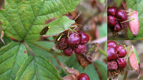 Palomena prasina with berry-belly(?) Inspired by a comment exchange with Christine I dug up some old images of a discussion about food possibly influencing the colour on the belly of this Green shield bug. I'm a bit dismayed at the poor quality of the old photos (all between 2006-2008), but they still show the cause for discussion/doubt, so hey ...

When I found this here bug (photograph above), I was convinced the pink belly would have been caused by the diet of reddish-purple berries it was sitting on. The colours just seem to match perfectly.

This image was taken on September 3rd. We had a short discussion on this on waarneming.nl (a Dutch biodiversity platform) and it was suggested that the colour could very well be "just" the beginning of this animal's change to winter colours.
Indeed, in this process the belly usually seems to "go" first with many brown "freckles" appearing, just around the same time in September. To illustrate this, here are two images of September 10th and 18th both from a different location than the one above, where there are no red berries present, so in this case the colour is the onset of winter colouring, I'm sure.

September 10th, this one is already changing to winter dress:
https://www.jungledragon.com/image/85623/palomena_prasina_-_september_w_brown_belly.html

September 18th, this one is still celebrating summer:
https://www.jungledragon.com/image/85625/palomena_prasina_-_september_w_green_belly.html

Just for comparison, here is a collage of "full" winter colours, taken in France in February:
https://www.jungledragon.com/image/85624/palomena_prasina_-_winter_dress.html

All in all, I still think the pink on the first image matches too darn well with the berries, but given that this was in September and these critters do start getting brownish speckled bellies around that time I can't be sure ... possibly still a combination of the two?!? Carpocorini,Green shield bug,Heteroptera,Palomena,Palomena prasina,Pentatomidae,Pentatominae,Pentatomoidea,nl: Groene Schildwants