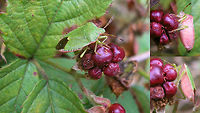 Palomena prasina with berry-belly(?) Inspired by a comment exchange with Christine I dug up some old images of a discussion about food possibly influencing the colour on the belly of this Green shield bug. I'm a bit dismayed at the poor quality of the old photos (all between 2006-2008), but they still show the cause for discussion/doubt, so hey ...<br />
<br />
When I found this here bug (photograph above), I was convinced the pink belly would have been caused by the diet of reddish-purple berries it was sitting on. The colours just seem to match perfectly.<br />
<br />
This image was taken on September 3rd. We had a short discussion on this on waarneming.nl (a Dutch biodiversity platform) and it was suggested that the colour could very well be "just" the beginning of this animal's change to winter colours.<br />
Indeed, in this process the belly usually seems to "go" first with many brown "freckles" appearing, just around the same time in September. To illustrate this, here are two images of September 10th and 18th both from a different location than the one above, where there are no red berries present, so in this case the colour is the onset of winter colouring, I'm sure.<br />
<br />
September 10th, this one is already changing to winter dress:<br />
https://www.jungledragon.com/image/85623/palomena_prasina_-_september_w_brown_belly.html<br />
<br />
September 18th, this one is still celebrating summer:<br />
https://www.jungledragon.com/image/85625/palomena_prasina_-_september_w_green_belly.html<br />
<br />
Just for comparison, here is a collage of "full" winter colours, taken in France in February:<br />
https://www.jungledragon.com/image/85624/palomena_prasina_-_winter_dress.html<br />
<br />
All in all, I still think the pink on the first image matches too darn well with the berries, but given that this was in September and these critters do start getting brownish speckled bellies around that time I can't be sure ... possibly still a combination of the two?!? Carpocorini,Green shield bug,Heteroptera,Palomena,Palomena prasina,Pentatomidae,Pentatominae,Pentatomoidea,nl: Groene Schildwants