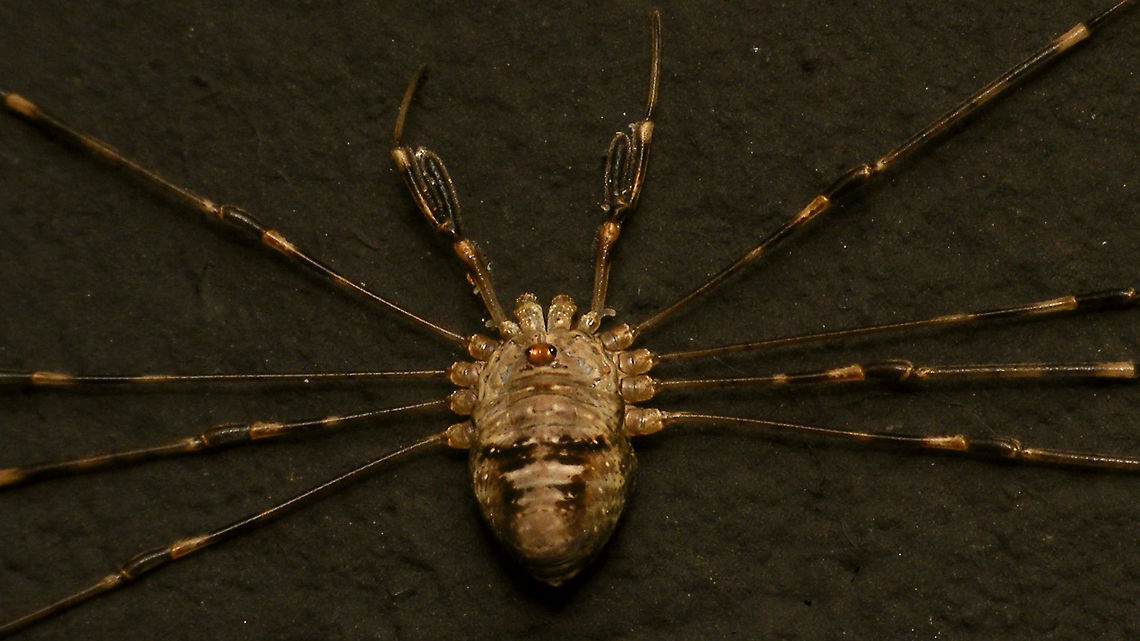 Dicranopalpus ramosus - Female (closer) Close-up of this female:<br />
<figure class="photo"><a href="https://www.jungledragon.com/image/85632/dicranopalpus_ramosus_-_female.html" title="Dicranopalpus ramosus - Female"><img src="https://s3.amazonaws.com/media.jungledragon.com/images/3043/85632_thumb.jpg?AWSAccessKeyId=05GMT0V3GWVNE7GGM1R2&Expires=1767225610&Signature=mceCJStTHdXl%2F%2BtHXazEtf3aPgc%3D" width="200" height="114" alt="Dicranopalpus ramosus - Female Adult female Dicranopalpus ramosus, zoomed out to show why the common name in Dutch is &quot;stretch-leg&quot; due to the usual resting posture with all the legs stretched out sideways.<br />
Here is a closer look on the body and the &quot;branched&quot; pedipalps:<br />
https://www.jungledragon.com/image/85631/dicranopalpus_ramosus_-_female_closer.html Alerdinck,Dicranopalpus,Dicranopalpus ramosus,Geotagged,Netherlands,Opiliones,Palpatores,Phalangiidae,Phalangioidea,nl: Strekpoot" /></a></figure> Alerdinck,Dicranopalpus,Dicranopalpus ramosus,Geotagged,Netherlands,Opiliones,Palpatores,Phalangiidae,Phalangioidea,invasive species,nl: Strekpoot