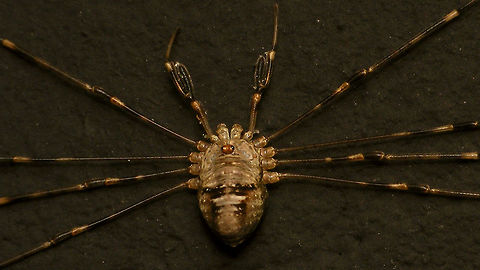 Dicranopalpus ramosus - Female (closer) Close-up of this female:
https://www.jungledragon.com/image/85632/dicranopalpus_ramosus_-_female.html Alerdinck,Dicranopalpus,Dicranopalpus ramosus,Geotagged,Netherlands,Opiliones,Palpatores,Phalangiidae,Phalangioidea,invasive species,nl: Strekpoot