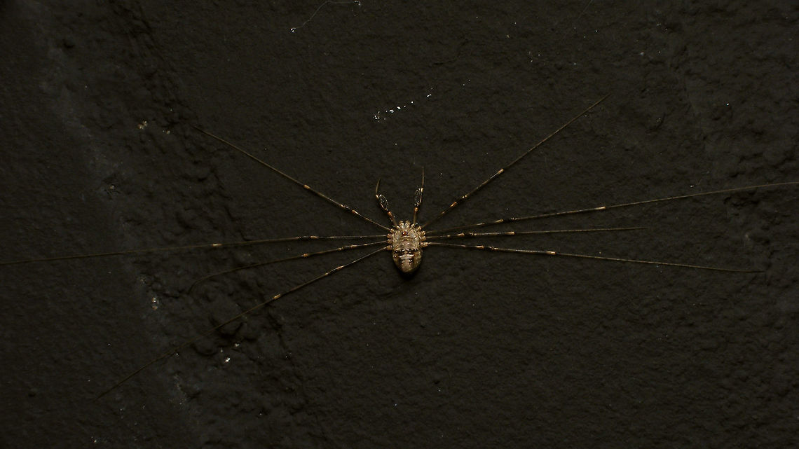 Dicranopalpus ramosus - Female Adult female Dicranopalpus ramosus, zoomed out to show why the common name in Dutch is &quot;stretch-leg&quot; due to the usual resting posture with all the legs stretched out sideways.<br />
Here is a closer look on the body and the &quot;branched&quot; pedipalps:<br />
<figure class="photo"><a href="https://www.jungledragon.com/image/85631/dicranopalpus_ramosus_-_female_closer.html" title="Dicranopalpus ramosus - Female (closer)"><img src="https://s3.amazonaws.com/media.jungledragon.com/images/3043/85631_thumb.jpg?AWSAccessKeyId=05GMT0V3GWVNE7GGM1R2&Expires=1767225610&Signature=tfO%2BR0EdzlXVHvOZEC1ihNZjrFI%3D" width="200" height="114" alt="Dicranopalpus ramosus - Female (closer) Close-up of this female:<br />
https://www.jungledragon.com/image/85632/dicranopalpus_ramosus_-_female.html Alerdinck,Dicranopalpus,Dicranopalpus ramosus,Geotagged,Netherlands,Opiliones,Palpatores,Phalangiidae,Phalangioidea,invasive species,nl: Strekpoot" /></a></figure> Alerdinck,Dicranopalpus,Dicranopalpus ramosus,Geotagged,Netherlands,Opiliones,Palpatores,Phalangiidae,Phalangioidea,nl: Strekpoot