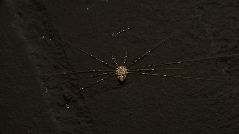 Dicranopalpus ramosus - Female Adult female Dicranopalpus ramosus, zoomed out to show why the common name in Dutch is "stretch-leg" due to the usual resting posture with all the legs stretched out sideways.
Here is a closer look on the body and the "branched" pedipalps:
https://www.jungledragon.com/image/85631/dicranopalpus_ramosus_-_female_closer.html Alerdinck,Dicranopalpus,Dicranopalpus ramosus,Geotagged,Netherlands,Opiliones,Palpatores,Phalangiidae,Phalangioidea,nl: Strekpoot