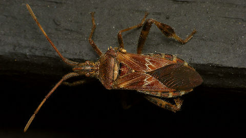 Leptoglossus occidentalis - Seeking winter quarters Adding the species for Den Alerdinck Alerdinck,Coreidae,Geotagged,Leptoglossus,Leptoglossus occidentalis,Netherlands,Western conifer seed bug,invasive species,nl: Bladpootrandwants