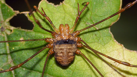 Dicranopalpus ramosus - Male This is the typical "Zorro" colour variant of the male Dicranopalpus ramosus. Body shape and colour pattern are quite distinct from the females, but also note the thin and pointed apophysis on the pedipalp as opposed to the swollen, blunt and hairy apophysis on the female:
https://www.jungledragon.com/image/85631/dicranopalpus_ramosus_-_female_closer.html
 Alerdinck,Dicranopalpus,Dicranopalpus ramosus,Geotagged,Netherlands,Opiliones,Palpatores,Phalangiidae,Phalangioidea,invasive species,nl: Strekpoot