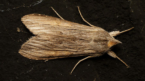 Cucullia umbratica Alerdinck,Cucullia,Cucullia umbratica,Geotagged,Lepidoptera,Netherlands,Noctuidae,The Shark,nl: Grauwe monnik