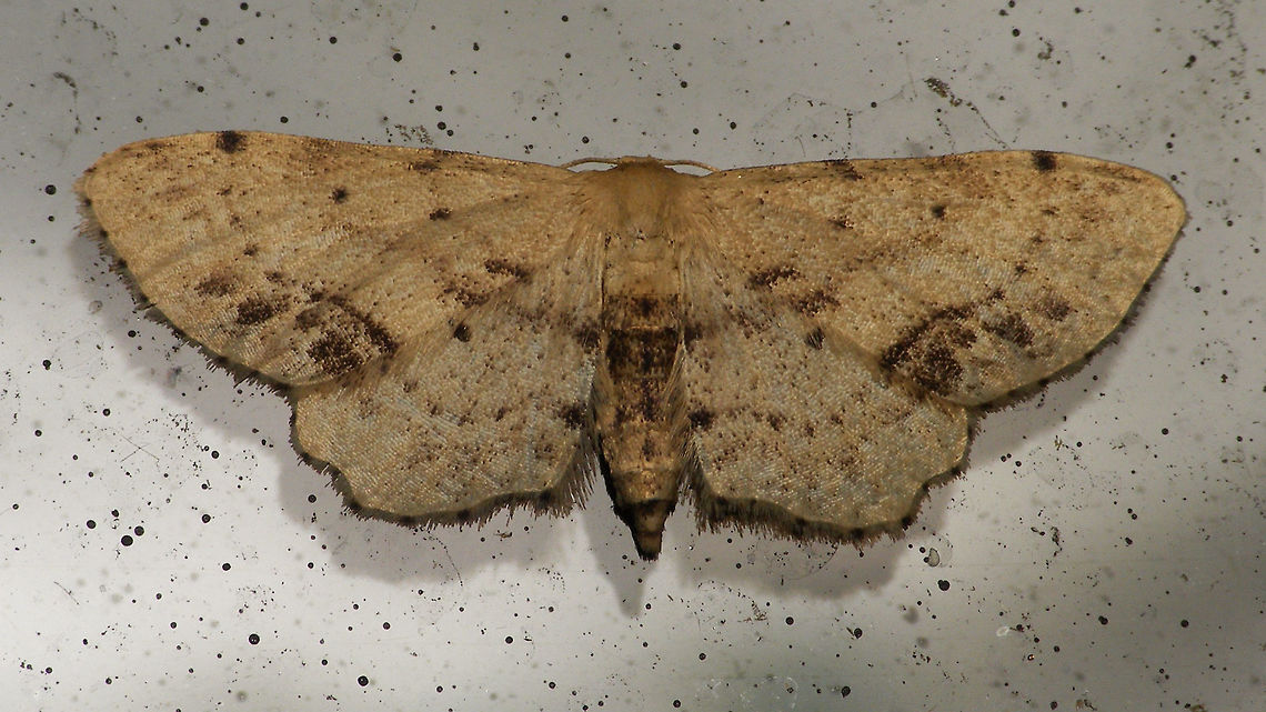 Idaea dimidiata  Alerdinck,Geometridae,Geotagged,Idaea,Idaea dimidiata,Lepidoptera,Netherlands,Single-dotted wave,nl: Vlekstipspanner