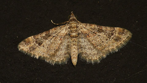Gymnoscelis rufifasciata - Worn Somewhat worn specimen - especially much of the red has gone... Alerdinck,Double-striped pug,Eupitheciini,Geometridae,Geometroidea,Geotagged,Gymnoscelis,Gymnoscelis rufifasciata,Larentiinae,Lepidoptera,Moth,Netherlands,nl: Zwartkamdwergspanner
