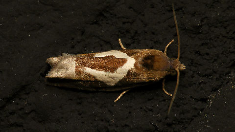 Epiblema foenella  Alerdinck,Epiblema,Epiblema foenella,Eucosmini,Geotagged,Lepidoptera,Netherlands,Olethreutinae,Tortricidae,nl: Hoefijzermot