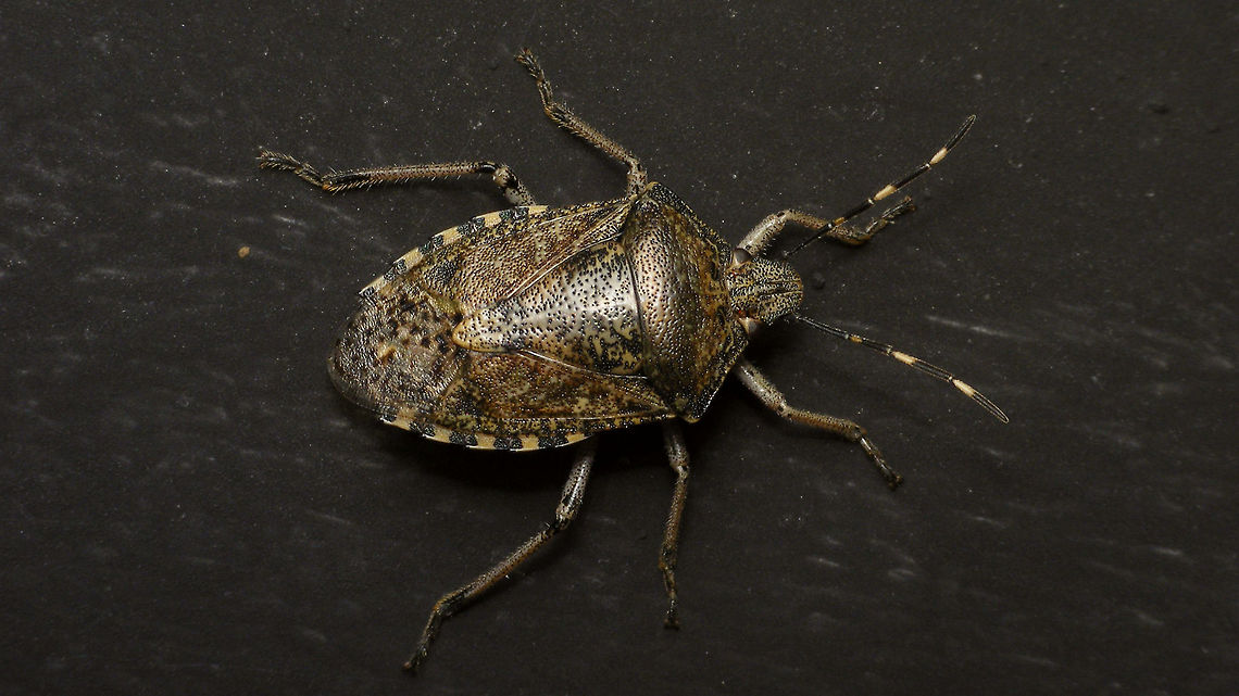 Rhaphigaster nebulosa First one I saw at Den Alerdinck Alerdinck,Geotagged,Mottled Shieldbug,Netherlands,Pentatomidae,Pentatominae,Pentatomini,Rhaphigaster,Rhaphigaster nebulosa,nl: Grauwe schildwants