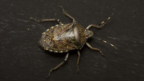 Rhaphigaster nebulosa First one I saw at Den Alerdinck Alerdinck,Geotagged,Mottled Shieldbug,Netherlands,Pentatomidae,Pentatominae,Pentatomini,Rhaphigaster,Rhaphigaster nebulosa,nl: Grauwe schildwants