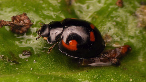 Exochomus quadripustulatus  Alerdinck,Chilocorinae,Coccinellidae,Coleoptera,Exochomus,Exochomus quadripustulatus,Geotagged,Netherlands,Pine Ladybird,nl: Viervleklieveheersbeestje