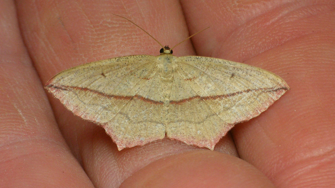 Timandra comae  Alerdinck,Blood-vein,Geometridae,Geotagged,Lepidoptera,Netherlands,Timandra,Timandra comae,nl; Lieveling