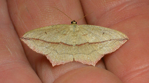 Timandra comae  Alerdinck,Blood-vein,Geometridae,Geotagged,Lepidoptera,Netherlands,Timandra,Timandra comae,nl; Lieveling