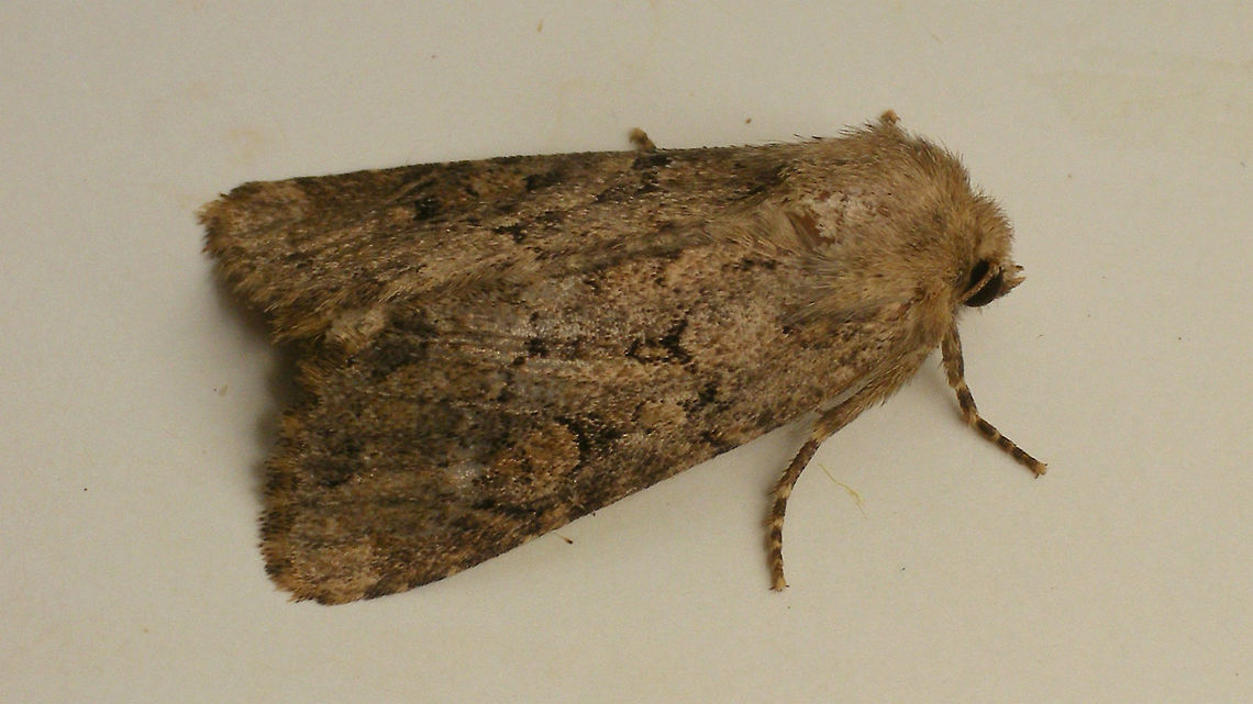 Luperina testacea  Flounced rustic,Geotagged,Lepidoptera,Luperina,Luperina testacea,Netherlands,Noctuidae,nl: Gewone grasuil
