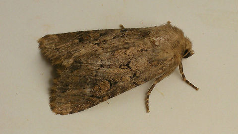 Luperina testacea  Flounced rustic,Geotagged,Lepidoptera,Luperina,Luperina testacea,Netherlands,Noctuidae,nl: Gewone grasuil