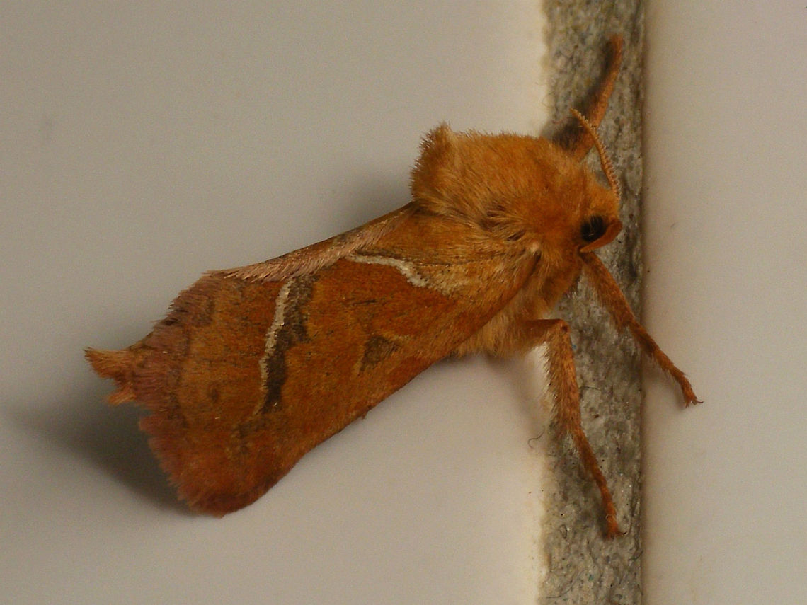 Triodia sylvina  Alerdinck,Geotagged,Hepialidae,Lepidoptera,Netherlands,Orange swift,Triodia,Triodia sylvina,nl: Oranje wortelboorder