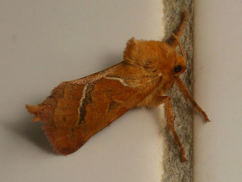 Triodia sylvina  Alerdinck,Geotagged,Hepialidae,Lepidoptera,Netherlands,Orange swift,Triodia,Triodia sylvina,nl: Oranje wortelboorder