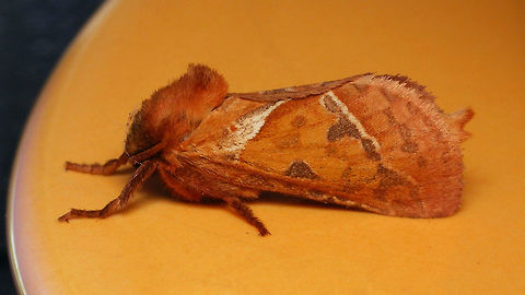 Orange moth on orange saucer ... in the kitchen
Portrait here:
https://www.jungledragon.com/image/85662/triodia_sylvina_-_portrait.html Alerdinck,Geotagged,Hepialidae,Lepidoptera,Netherlands,Orange swift,Triodia,Triodia sylvina,nl: Oranje wortelboorder