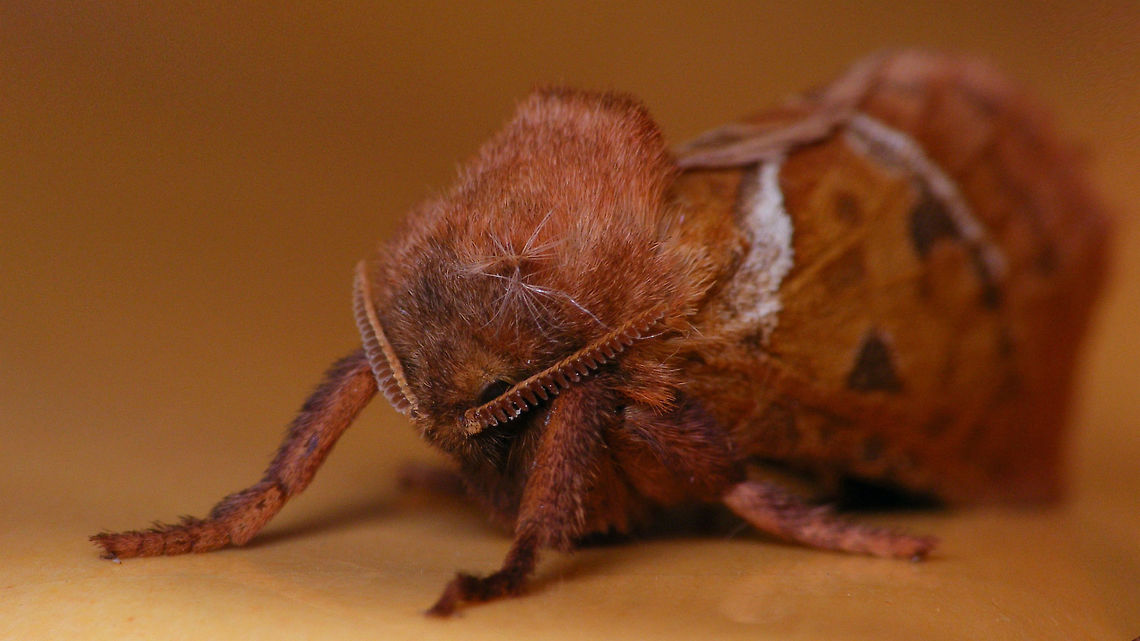 Triodia sylvina - Portrait Portrait of this moth in the kitchen:<br />
<figure class="photo"><a href="https://www.jungledragon.com/image/85661/orange_moth_on_orange_saucer.html" title="Orange moth on orange saucer"><img src="https://s3.amazonaws.com/media.jungledragon.com/images/3043/85661_thumb.jpg?AWSAccessKeyId=05GMT0V3GWVNE7GGM1R2&Expires=1759968010&Signature=hEKfYcbRO1RZF03GJbGQO8QLY8o%3D" width="200" height="114" alt="Orange moth on orange saucer ... in the kitchen<br />
Portrait here:<br />
https://www.jungledragon.com/image/85662/triodia_sylvina_-_portrait.html Alerdinck,Geotagged,Hepialidae,Lepidoptera,Netherlands,Orange swift,Triodia,Triodia sylvina,nl: Oranje wortelboorder" /></a></figure> Alerdinck,Geotagged,Hepialidae,Lepidoptera,Netherlands,Orange swift,Triodia,Triodia sylvina,nl: Oranje wortelboorder